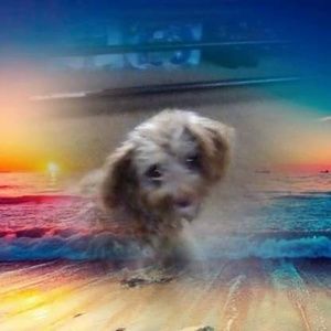 Meet your Posher, Lorraine